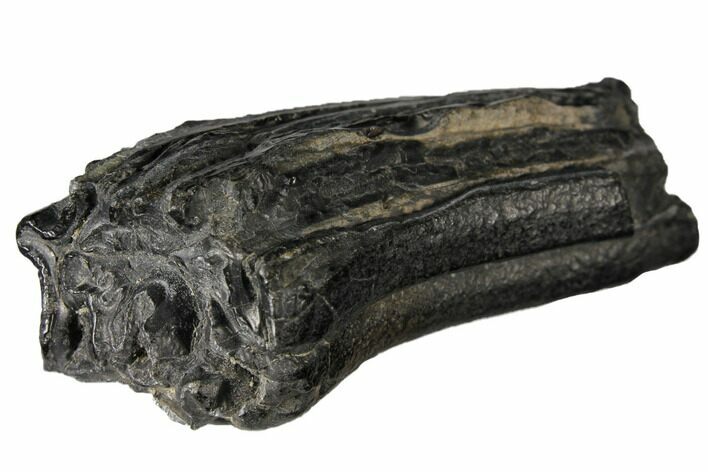 Pleistocene Aged Fossil Horse Tooth - Florida #122589